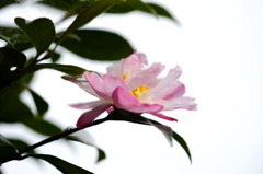 山茶花-01