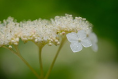 紫陽花-01