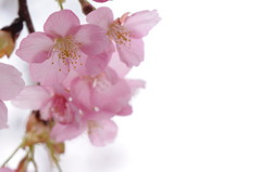 河津桜-03