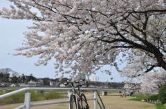 河川敷にて