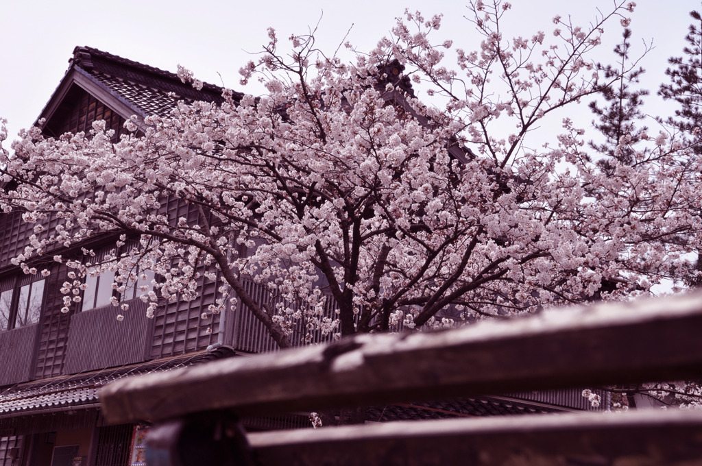 桜