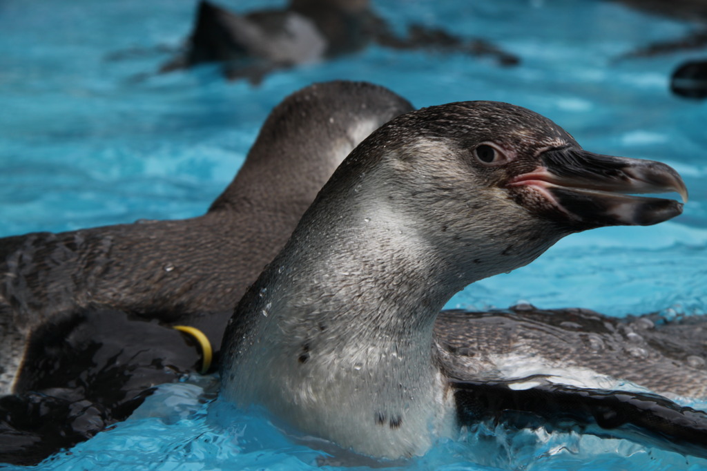 ペンギンプール
