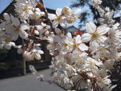 お隣さんの桜