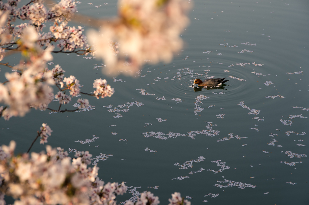 夕桜　#002