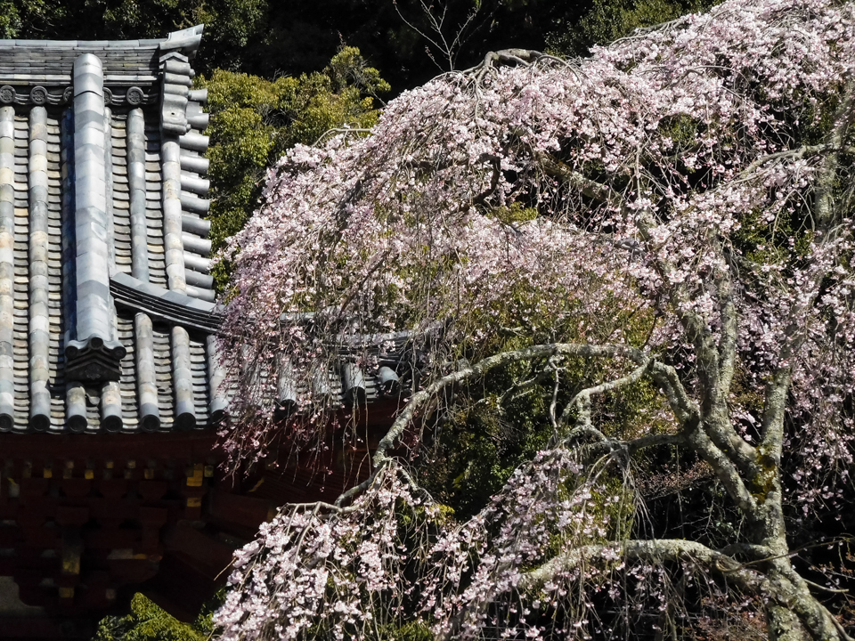 山寺の桜　#002C