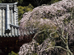山寺の桜　#002C