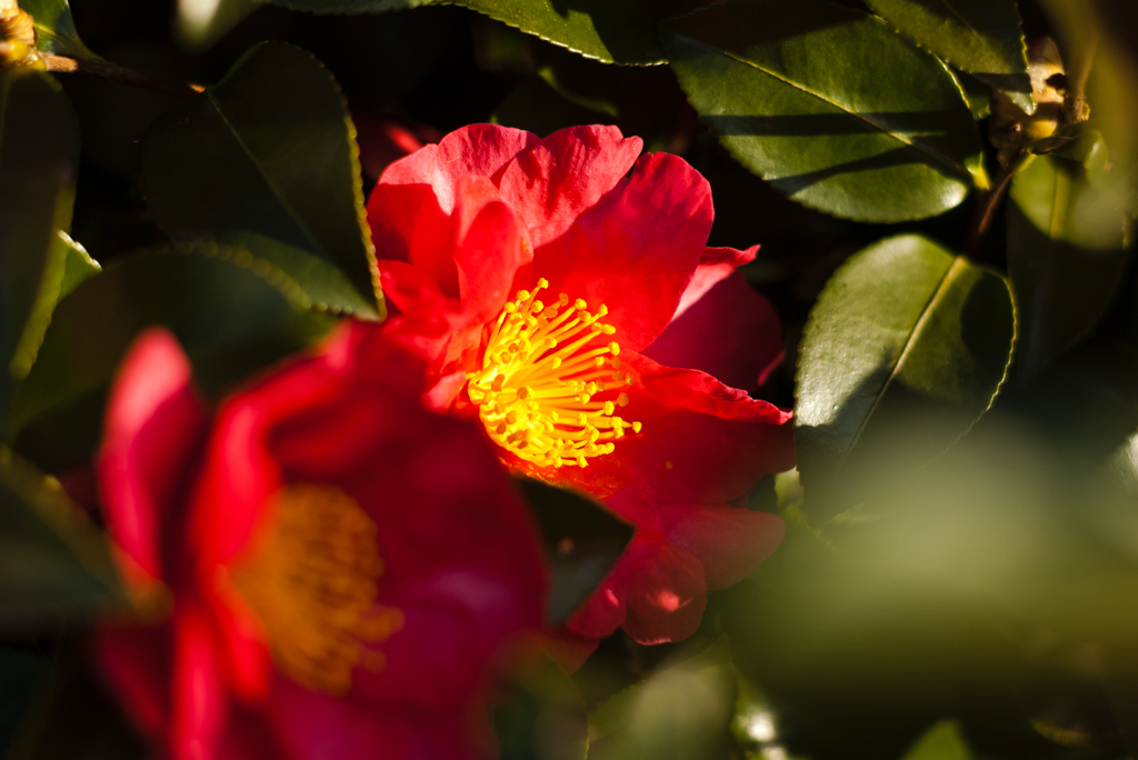 山茶花