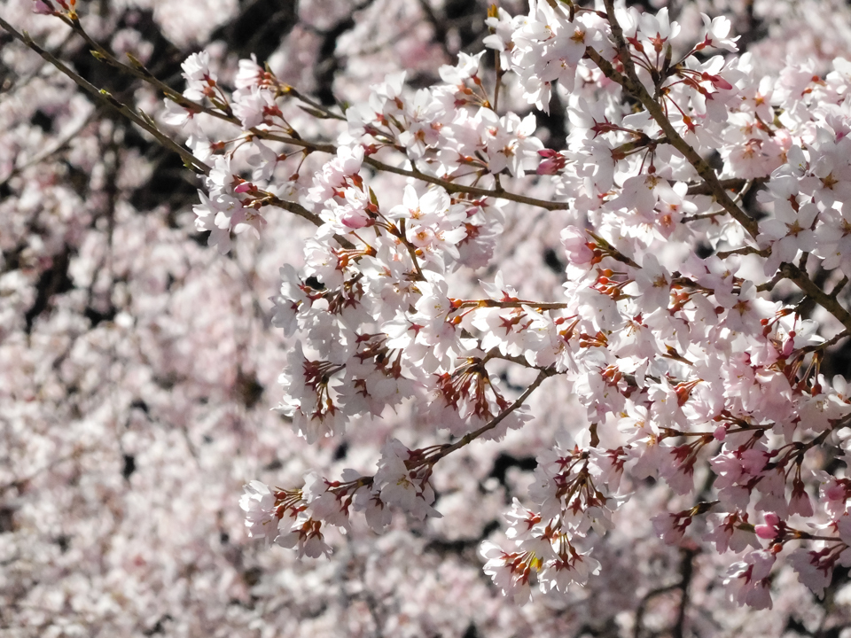 山寺の桜　#001C
