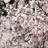 山寺の桜　#001C