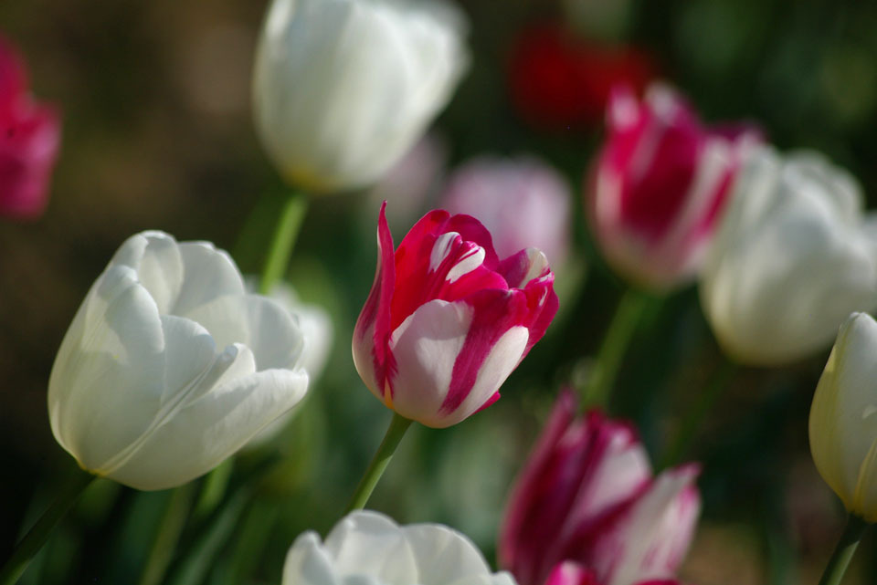 TULIP_003