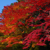 紅葉08_02