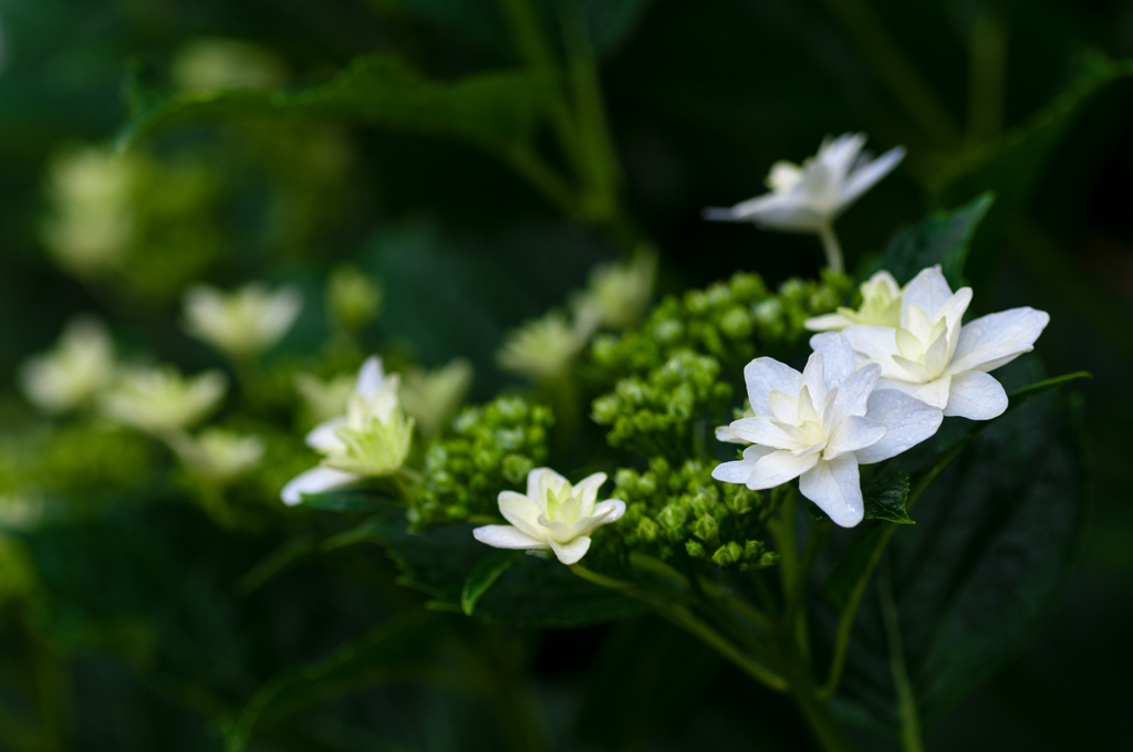 紫陽花　#01