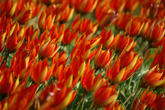 TULIP_001