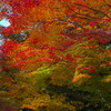 紅葉08_01
