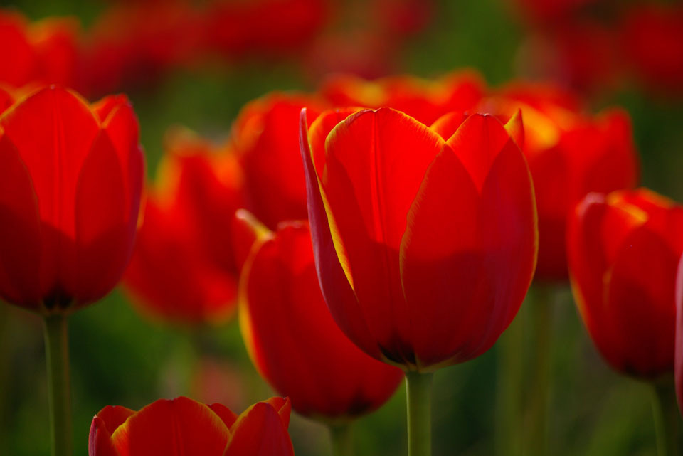 TULIP_004