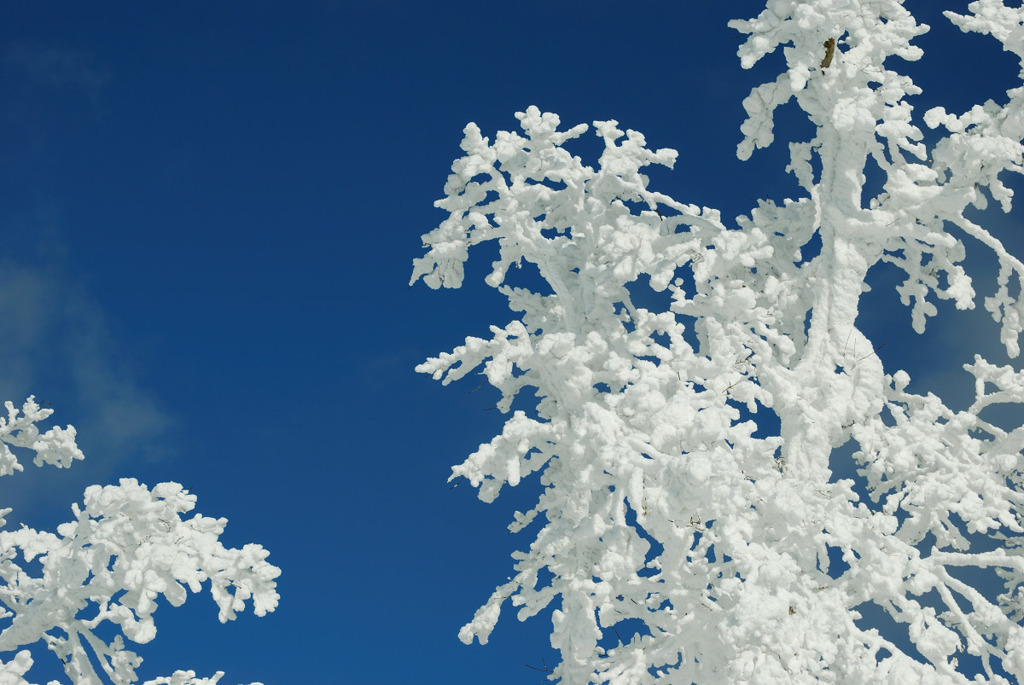 雪お化け