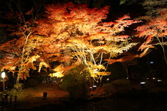 紅葉5