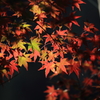 秋色Ⅵ
