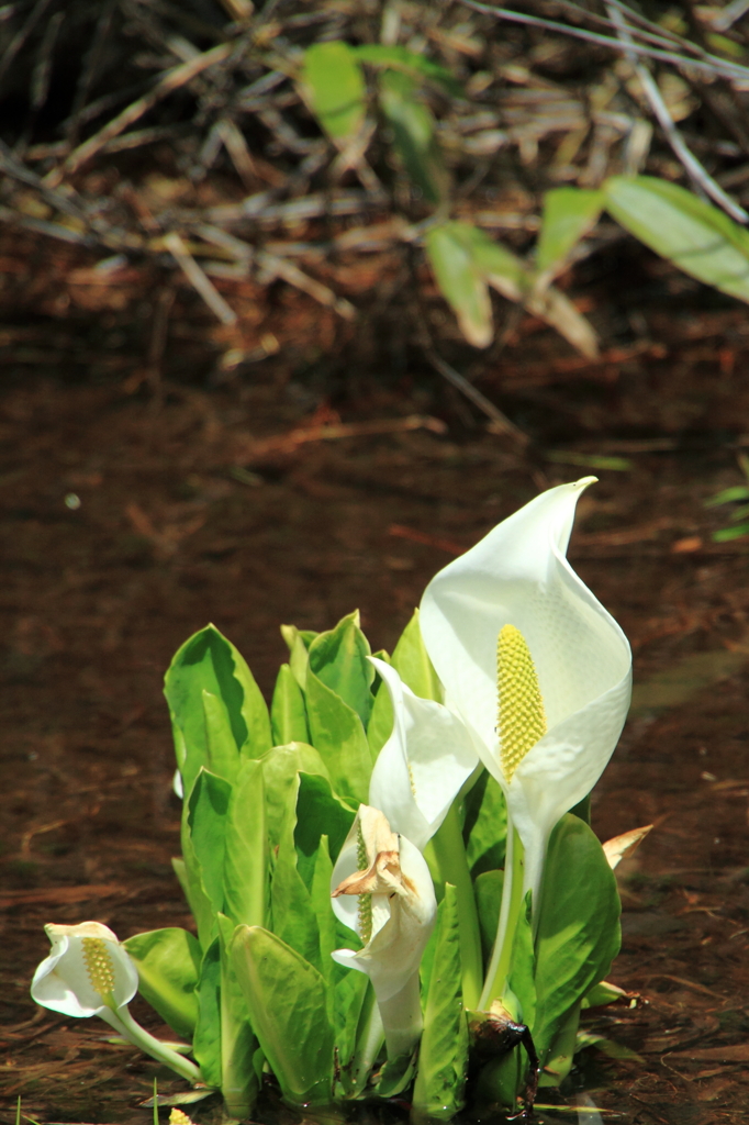 上高地散策Ⅸ（水芭蕉）