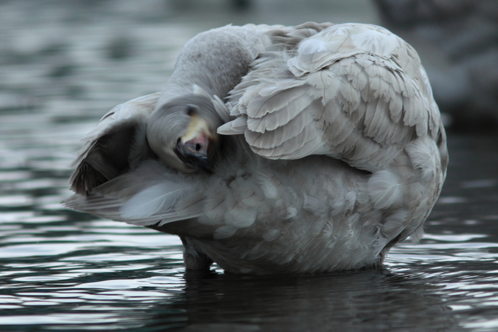 シーズン到来^^