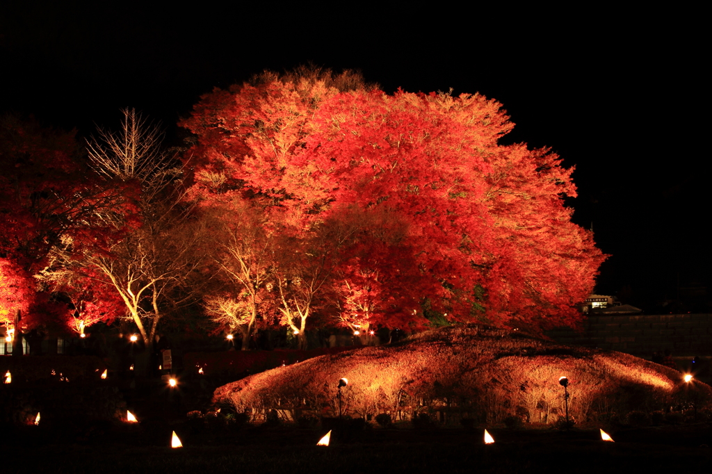 紅葉ライトアップ