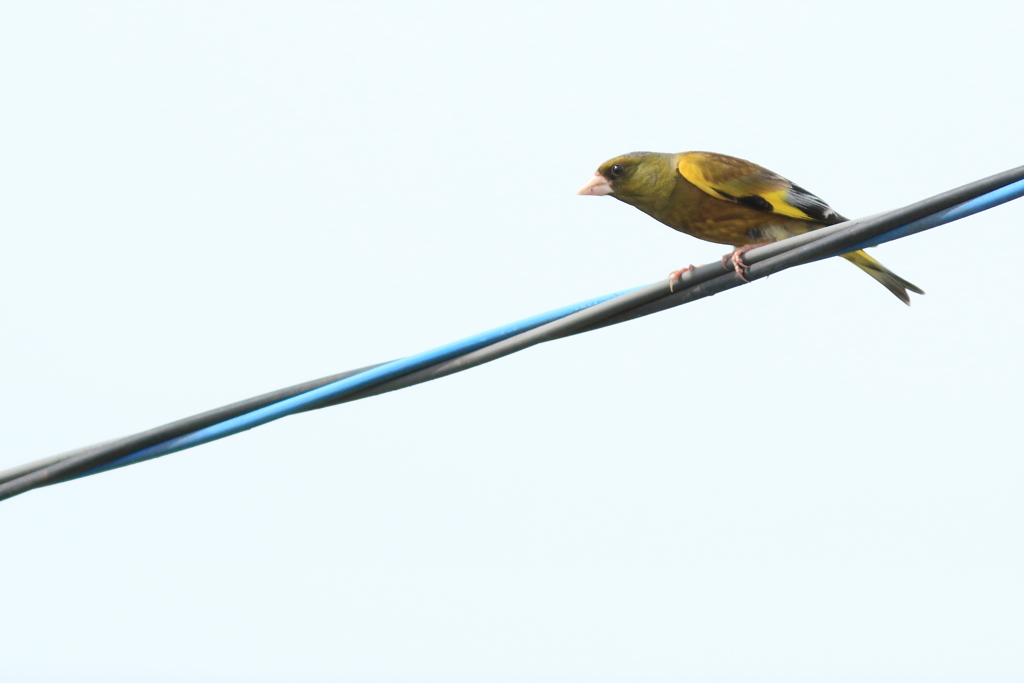 ベランダ野鳥Ⅱ