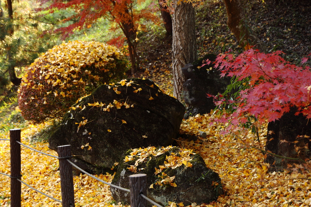 秋いろいろです。（成田山公園の秋⑤）