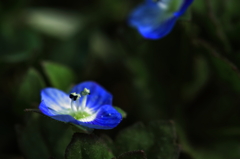 雑草魂