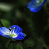 雑草魂