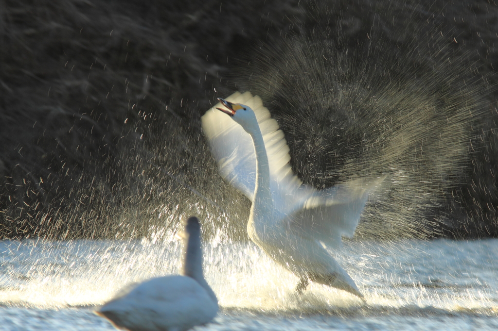 splash！！