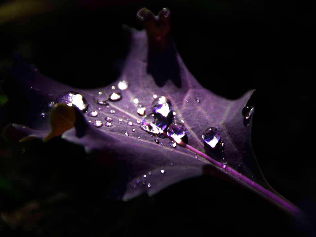 雨のあとには...