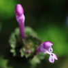 甘い蜜♪
