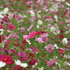 秋桜模様