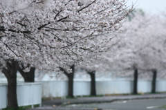 桜ロード