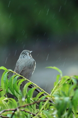 雨だなぁ．．．