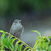 雨だなぁ．．．