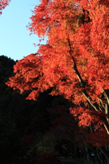 陰に隠れる紅葉．．．