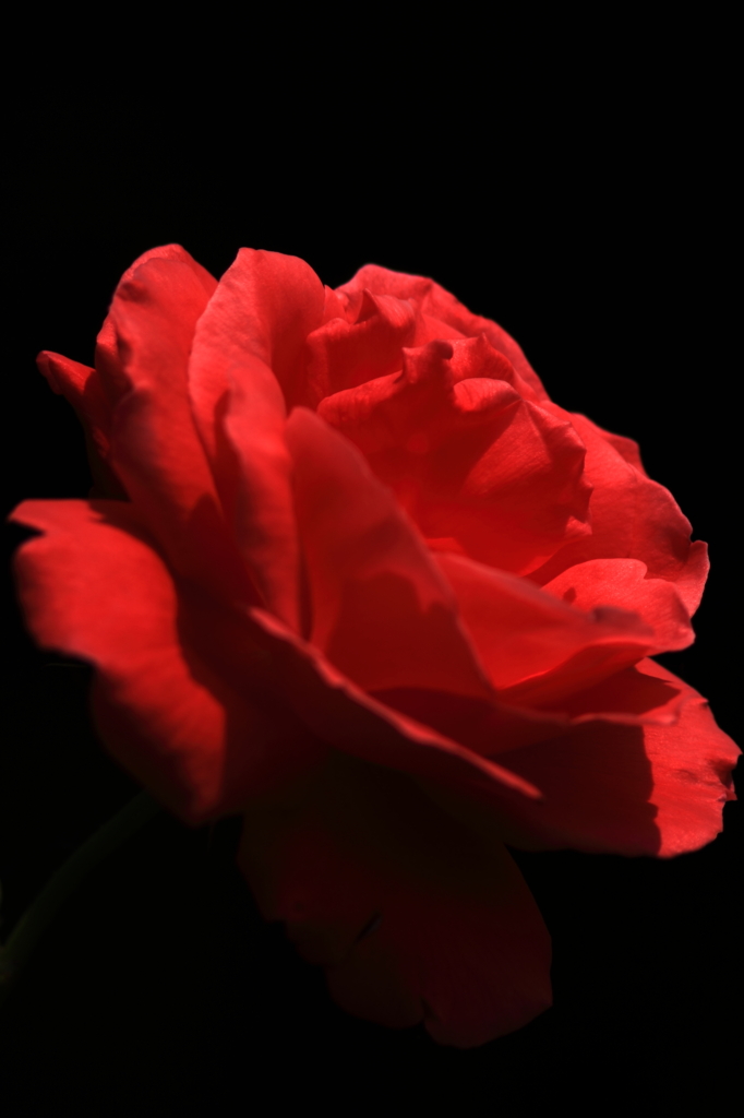 真紅