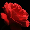 真紅