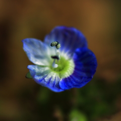 春を告げる花♪⑧