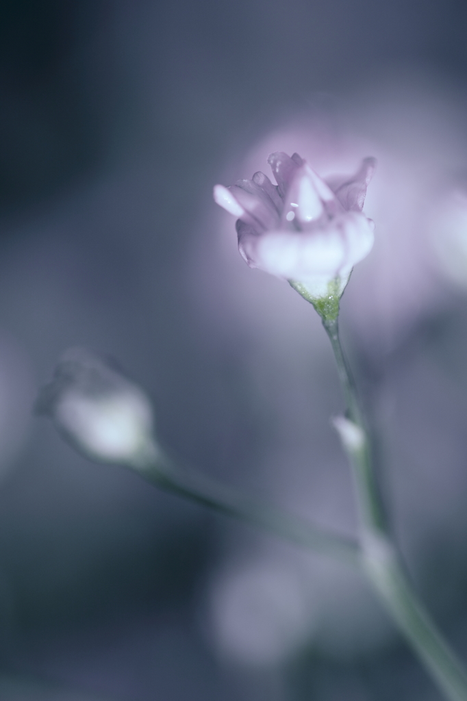 梅雨どきには．．．Ⅱ