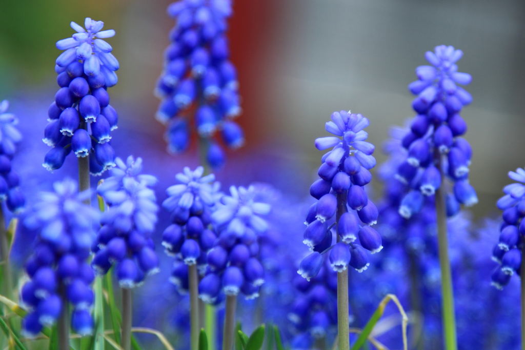 ムスカリの森