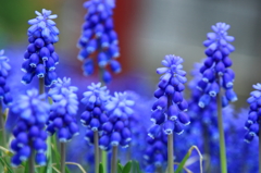 ムスカリの森
