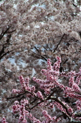 桜と桃のコラボ♪