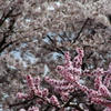 桜と桃のコラボ♪