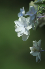 墨田の花火