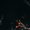 紅二点