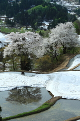 儀明の棚田