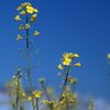 菜の花