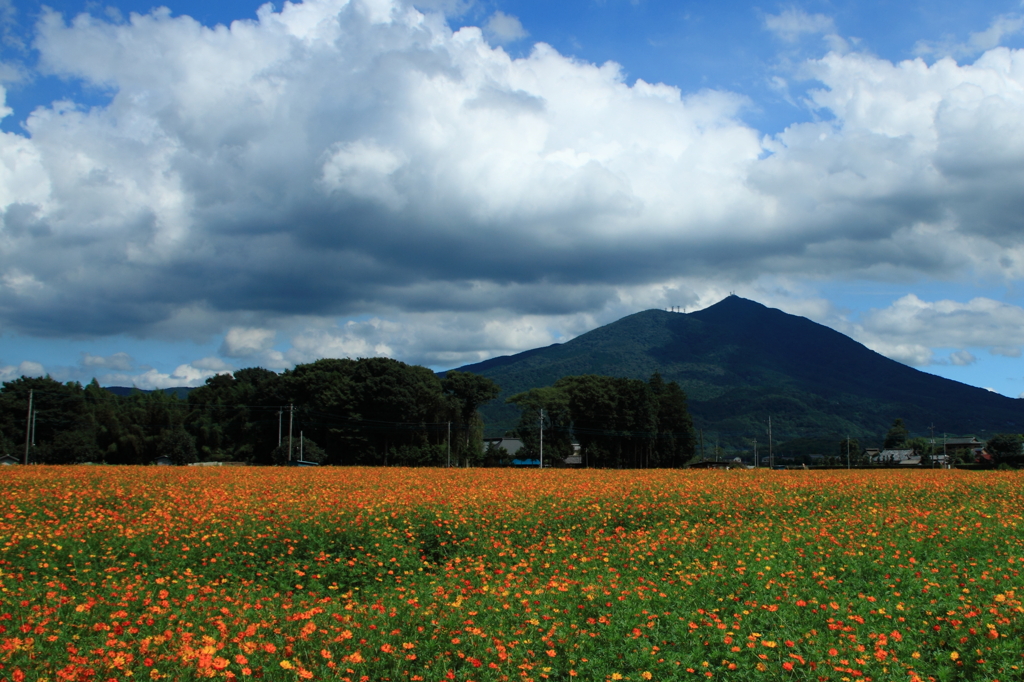 キバナコスモスと筑波山